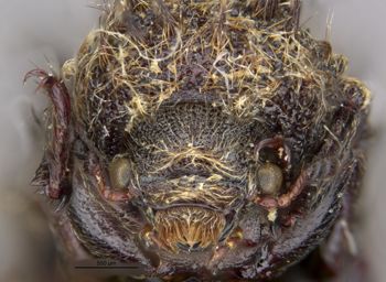 Media type: image;   Entomology 24737 Aspect: head frontal view